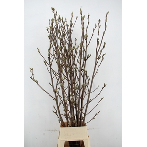 MAGNOLIA SUPERBA 180CM