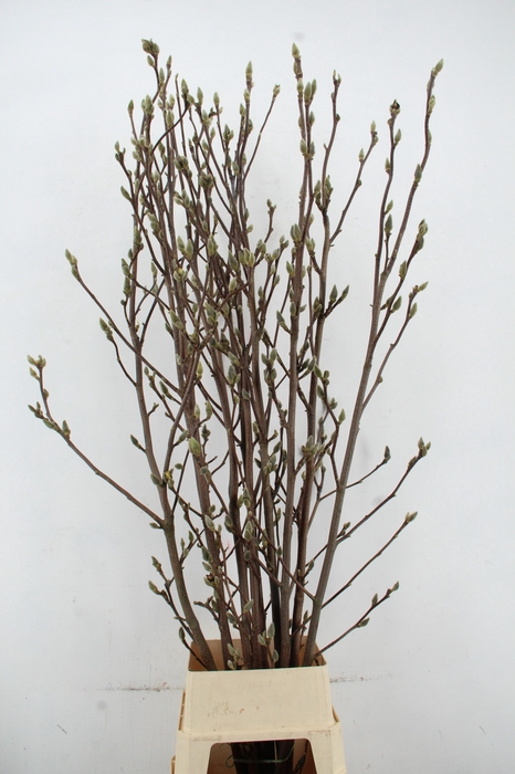 <h4>MAGNOLIA SUPERBA 180CM</h4>