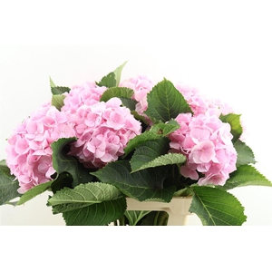 Hydr M Verena Pink 60-20
