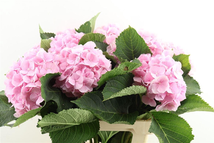 <h4>Hydr M Verena Pink 60-20</h4>