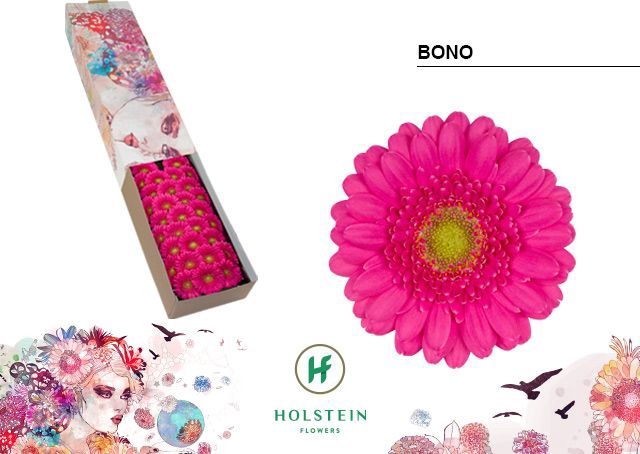 <h4>Germini Bono Doos</h4>