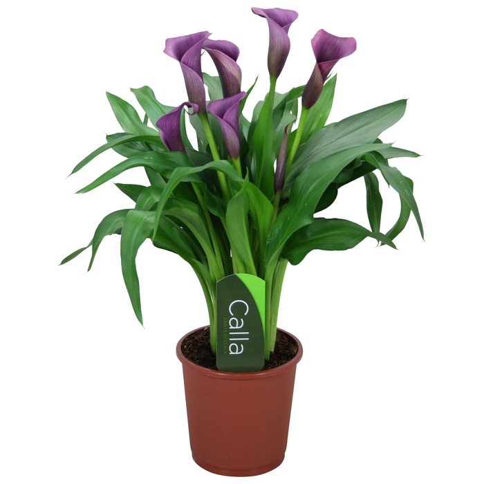 <h4>Zantedeschia Paco Calla paars met etiket</h4>