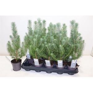 Pinus Silver Crest