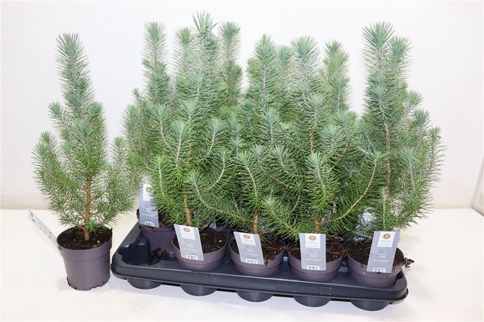 <h4>Pinus Silver Crest</h4>