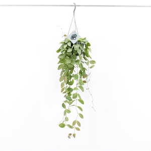 Dischidia Ovata Hang