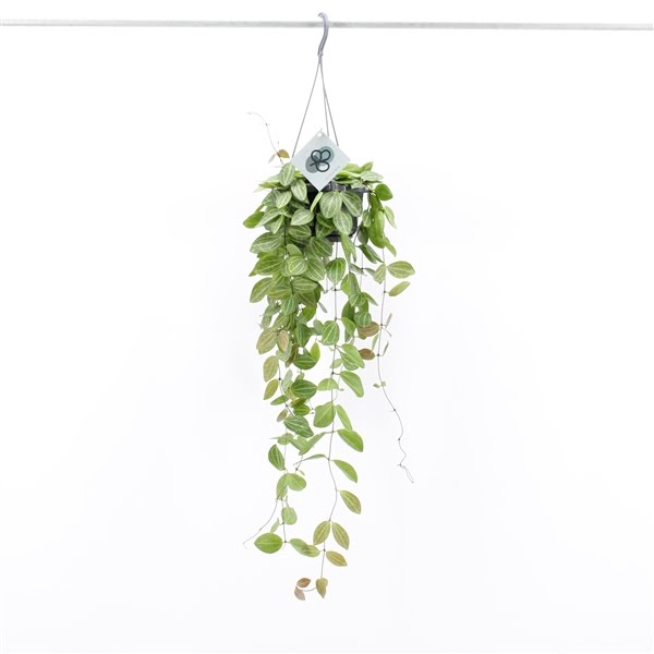 <h4>Dischidia Ovata Hang</h4>