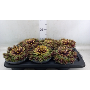 Sempervivum   ...
