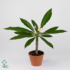 Plumeria Gemengd 2-3 Tak