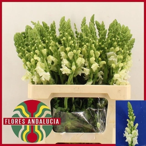 ANTIR POTO EARL WHIT