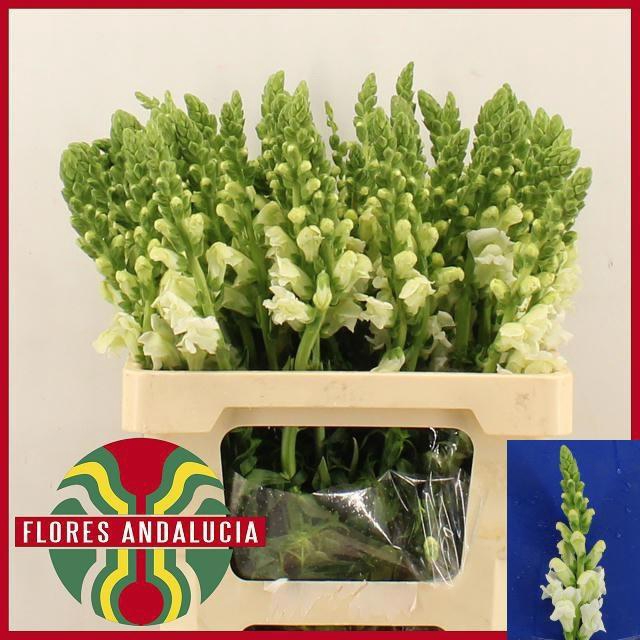 <h4>ANTIR POTO EARL WHIT</h4>