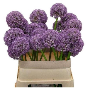 Allium Grootbloemig