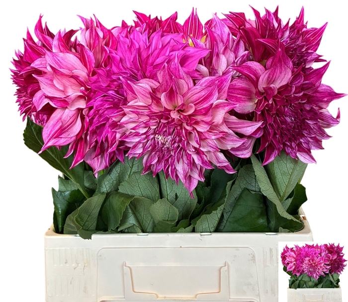 <h4>DAHL CAFE LAIT ROSE</h4>