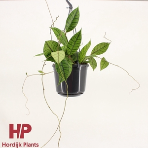 Hoya callistophylla 'KAL 16' P15
