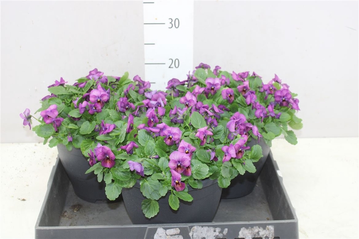 <h4>Viola Cornuta Call Pat Tangarine Purple</h4>