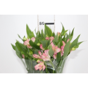 ALSTROEMERIA DUBAI 080 CM