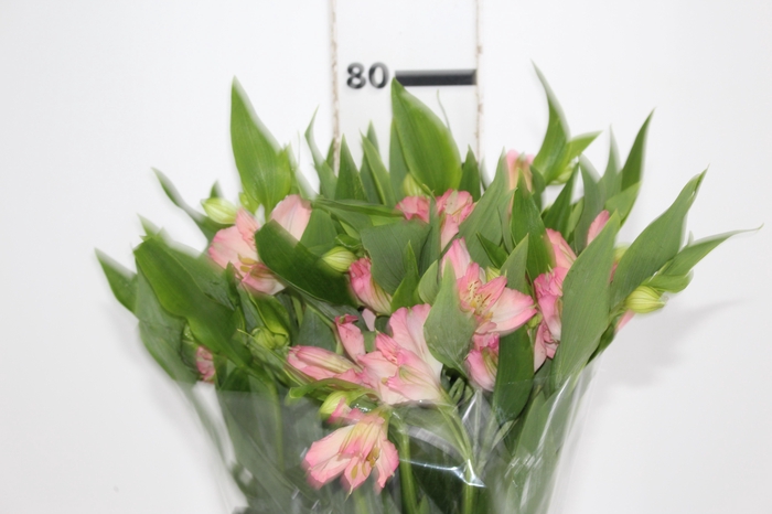 <h4>ALSTROEMERIA DUBAI 080 CM</h4>
