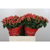 Hypericum Sweet Romance