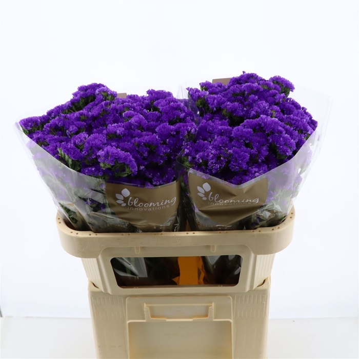 <h4>Statice Navy Sun Birds | Heavy Quality</h4>