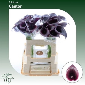 Calla Cantor