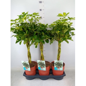 Schefflera arbor. 'Gold Capella'