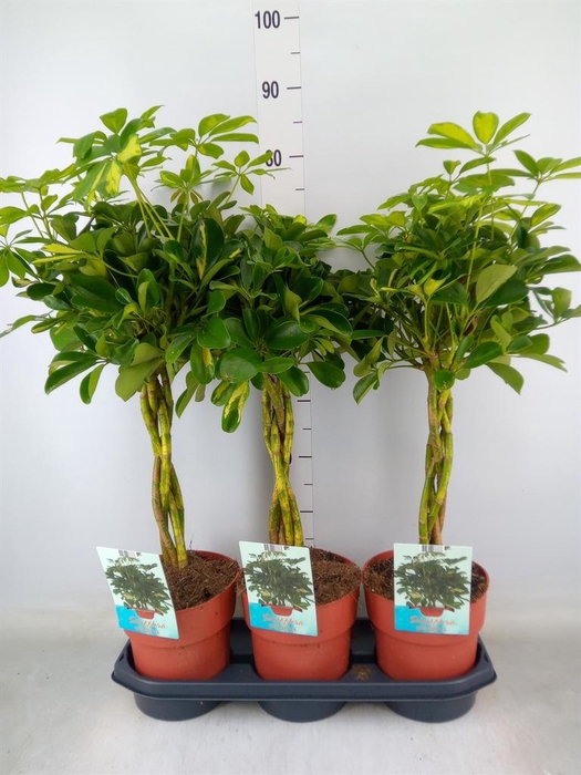 <h4>Schefflera arbor. 'Gold Capella'</h4>
