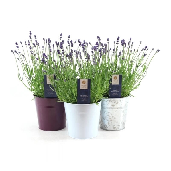 <h4>Lavandula ang. 'Felice'® Collection P15 in Zinc Mix</h4>