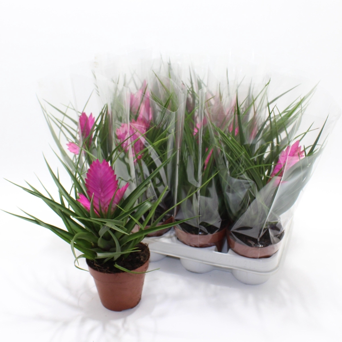 <h4>TILL CYANEA JOSEE</h4>