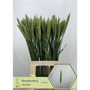 Siergras Triticum Aestivum