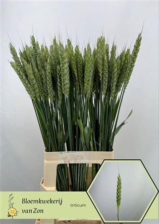 <h4>Siergras Triticum Aestivum</h4>