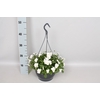 Hangpot 23 cm Viola cornuta White