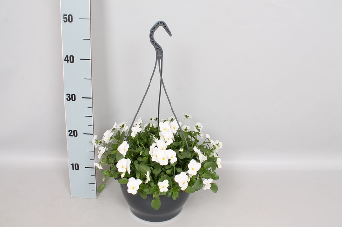 Hangpot 23 cm Viola cornuta White