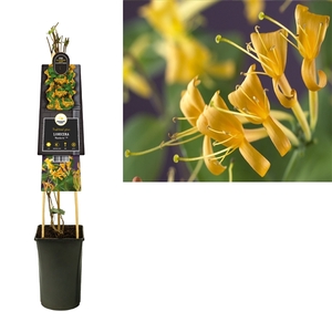 Lonicera 'Mandarin' PBR +3.0 label