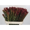 Leucadendron Safari Sunset