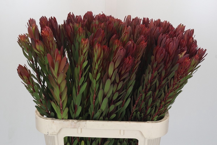 <h4>Leucadendron Safari Sunset</h4>