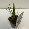 Cortaderia selloana Pumila