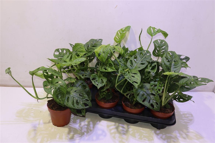 <h4>Monstera Adansonii</h4>