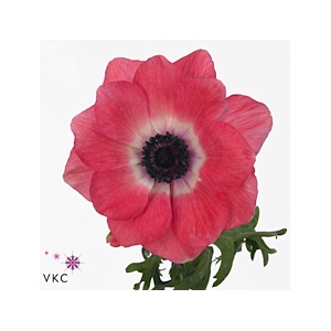 Anemone Mistral Plus Pinkie