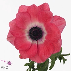 <h4>Anemone Mistral Plus Pinkie</h4>