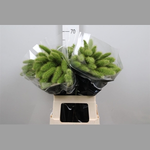 Setaria Italica Volle Melk