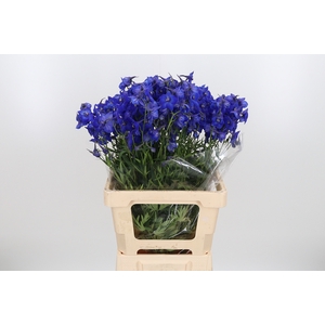 Delphinium Be Atlantis