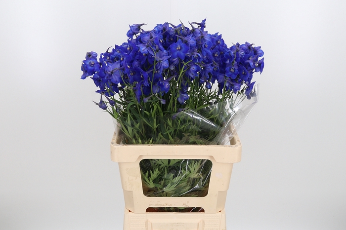 <h4>Delphinium Be Atlantis</h4>