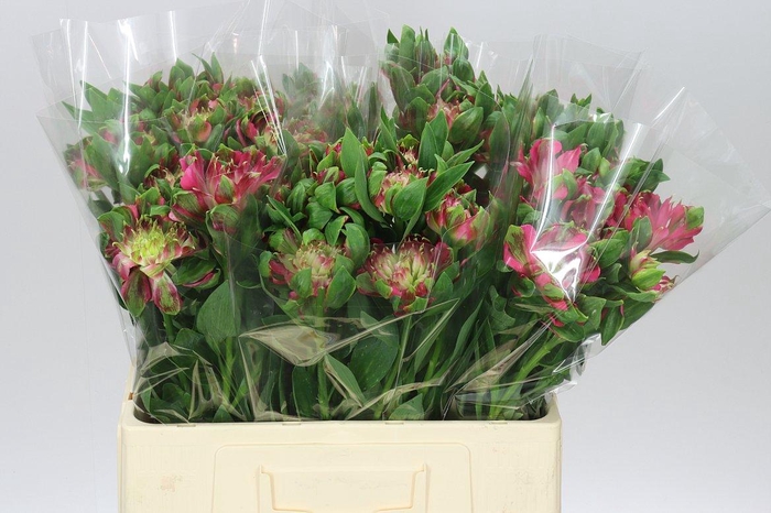 <h4>Alstro Fashionista Sofiena</h4>