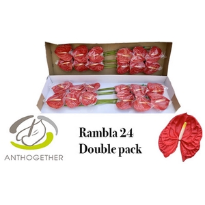 Anth A Rambla 13 cm X24 Bouman