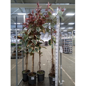 Ficus elastica 'Belize'