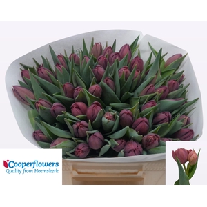 TU DU ALISON BRADLEY