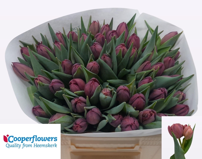 <h4>TU DU ALISON BRADLEY</h4>