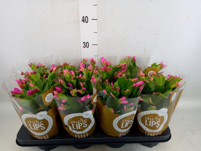 <h4>Schlumbergera   ...</h4>
