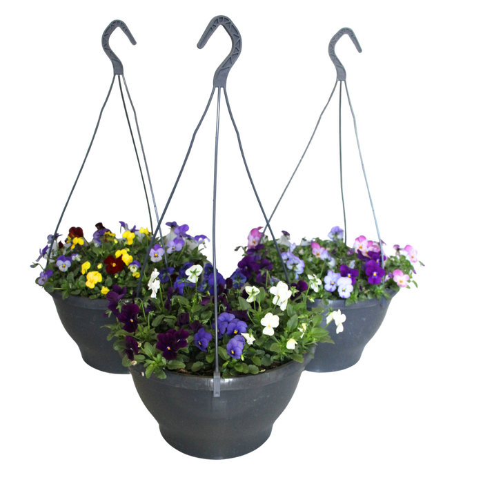 <h4>Hangpot 30 cm met waterreservoir Viola Cornuta divers</h4>