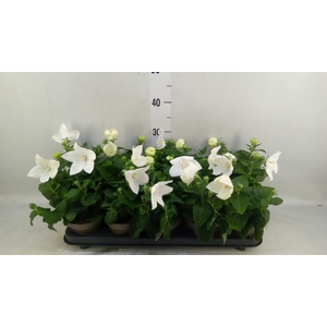 Platycodon grand. 'Astra White'