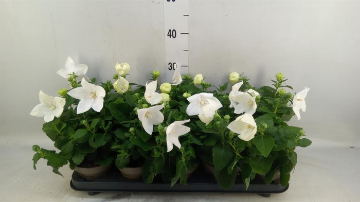 <h4>Platycodon grand. 'Astra White'</h4>